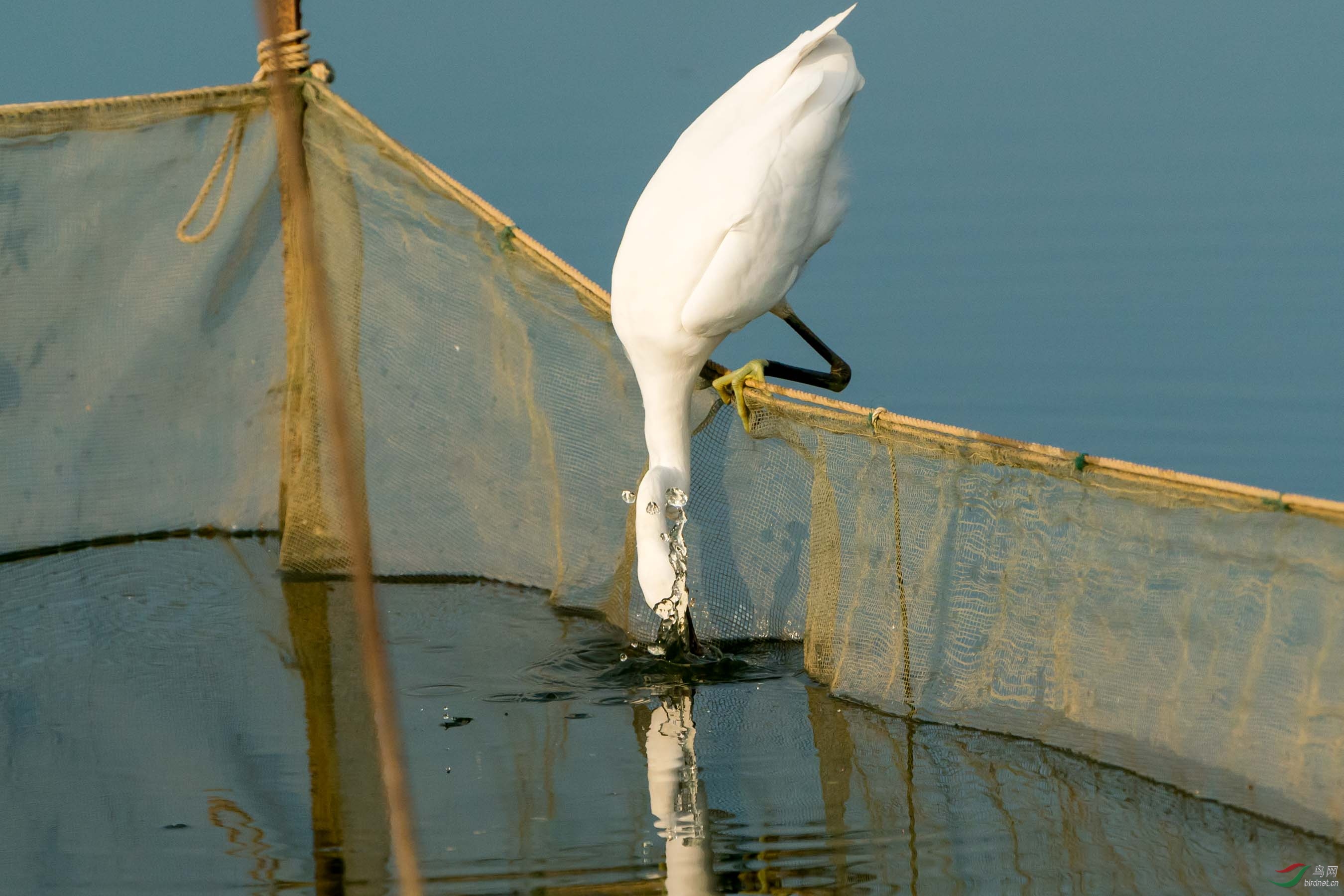 ����͵ʳ����