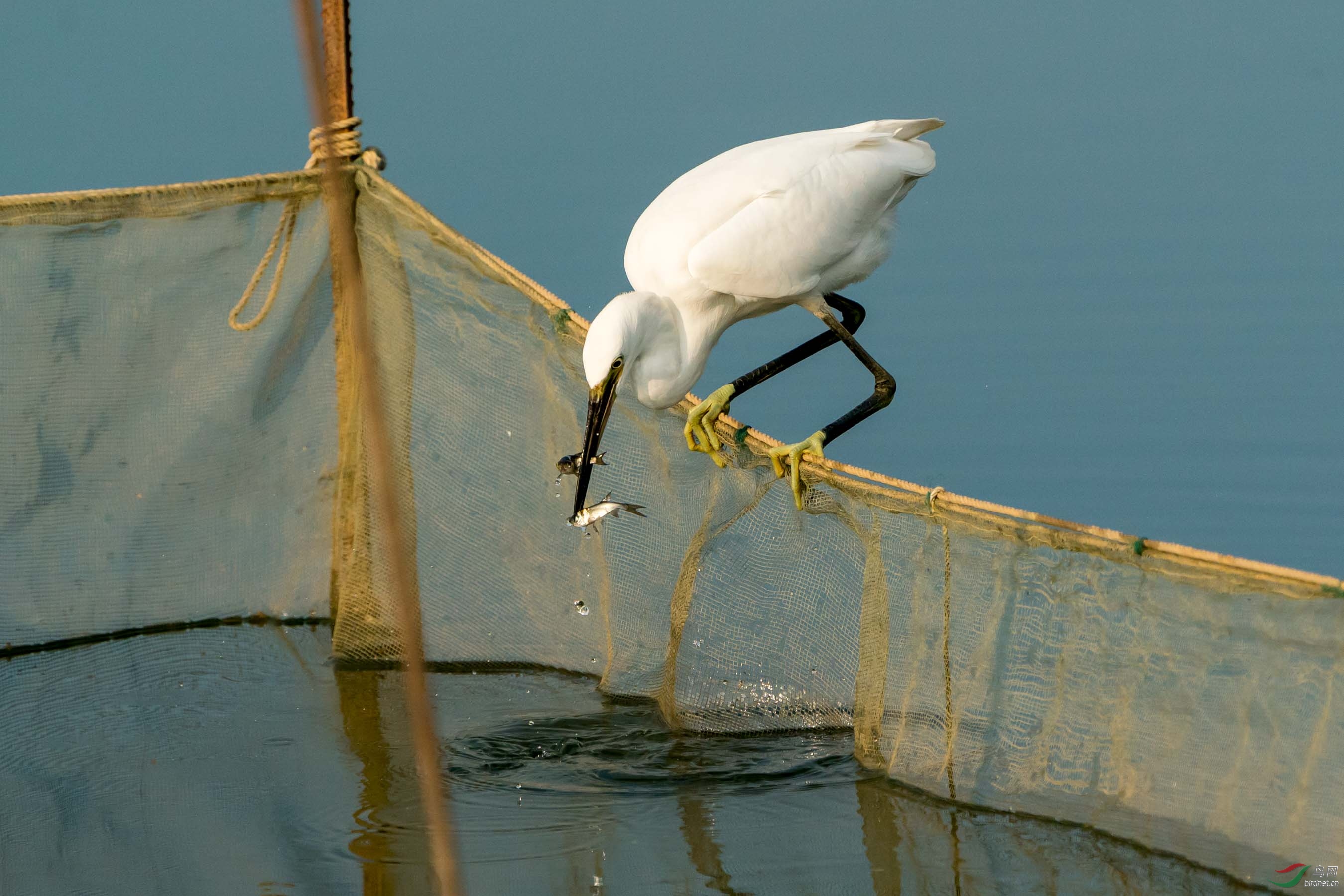 ����͵ʳ����