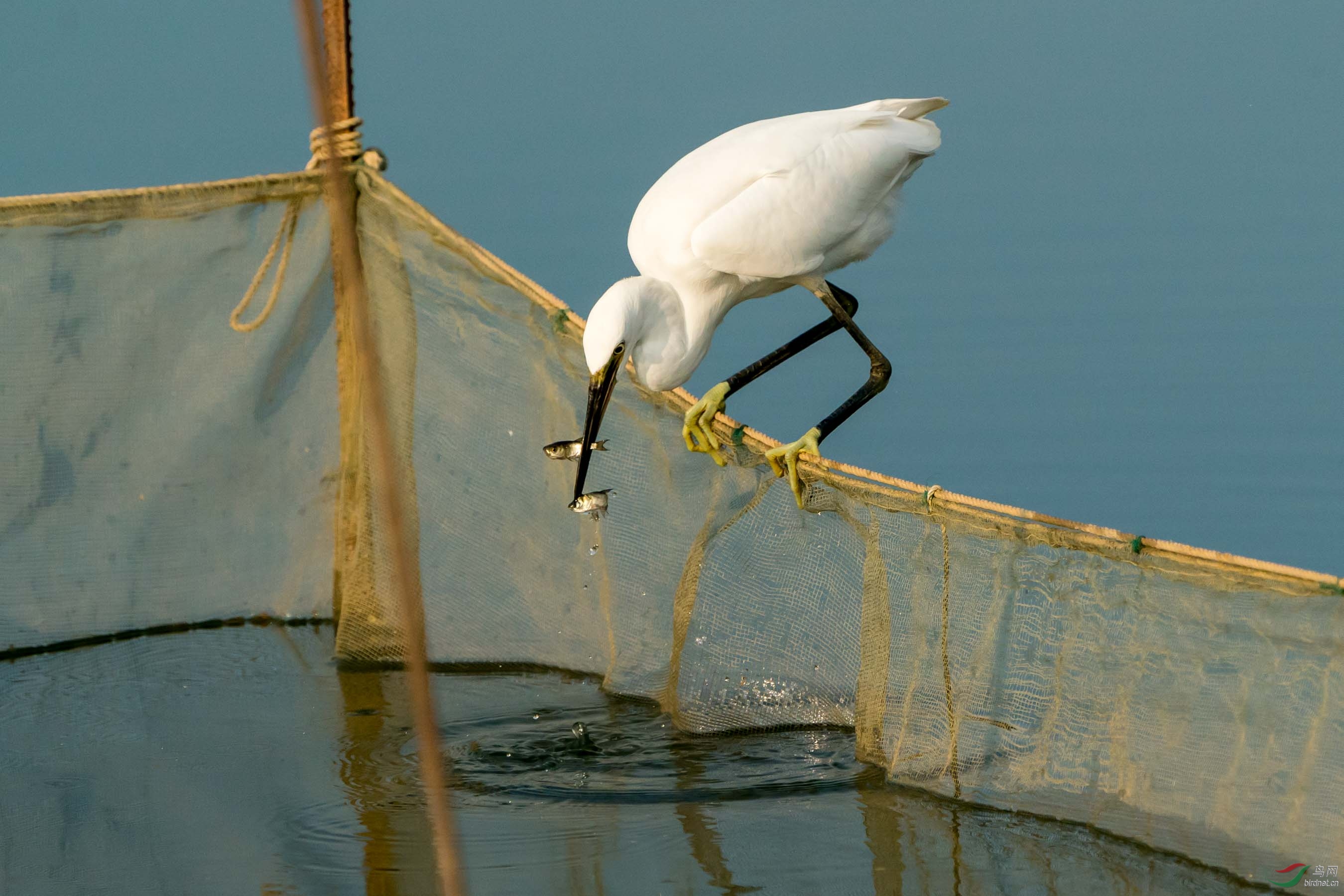 ����͵ʳ����