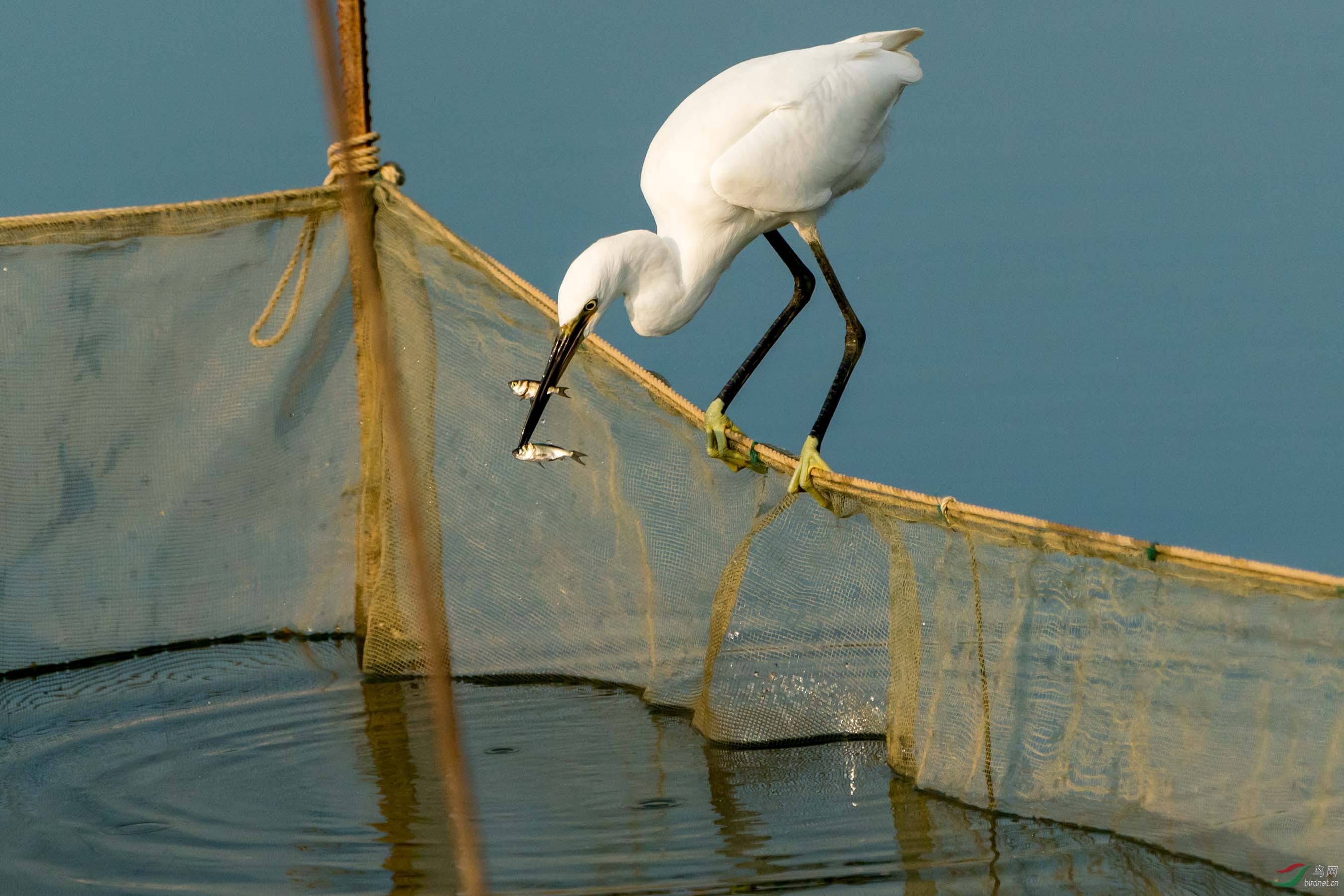 ����͵ʳ����