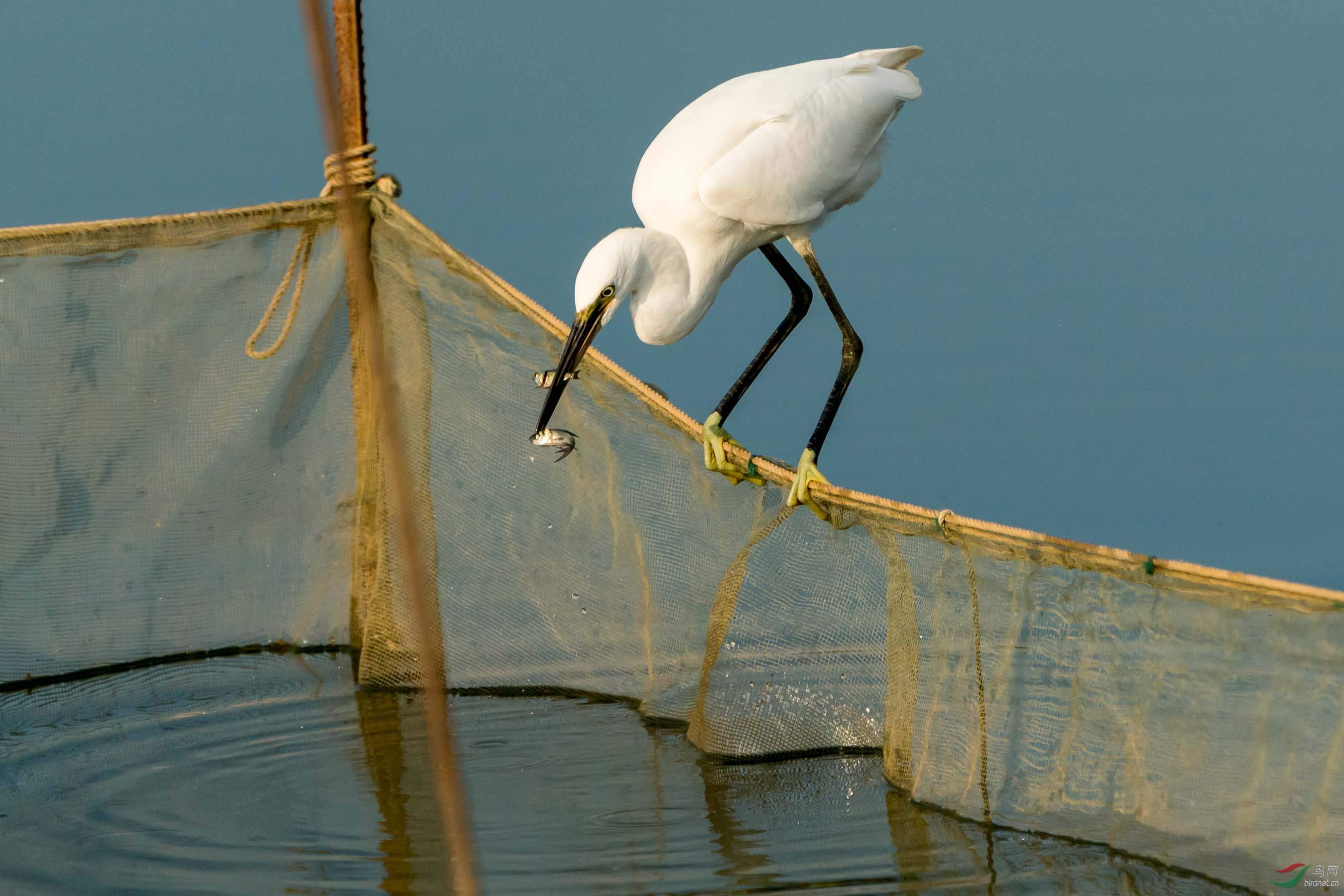 ����͵ʳ����