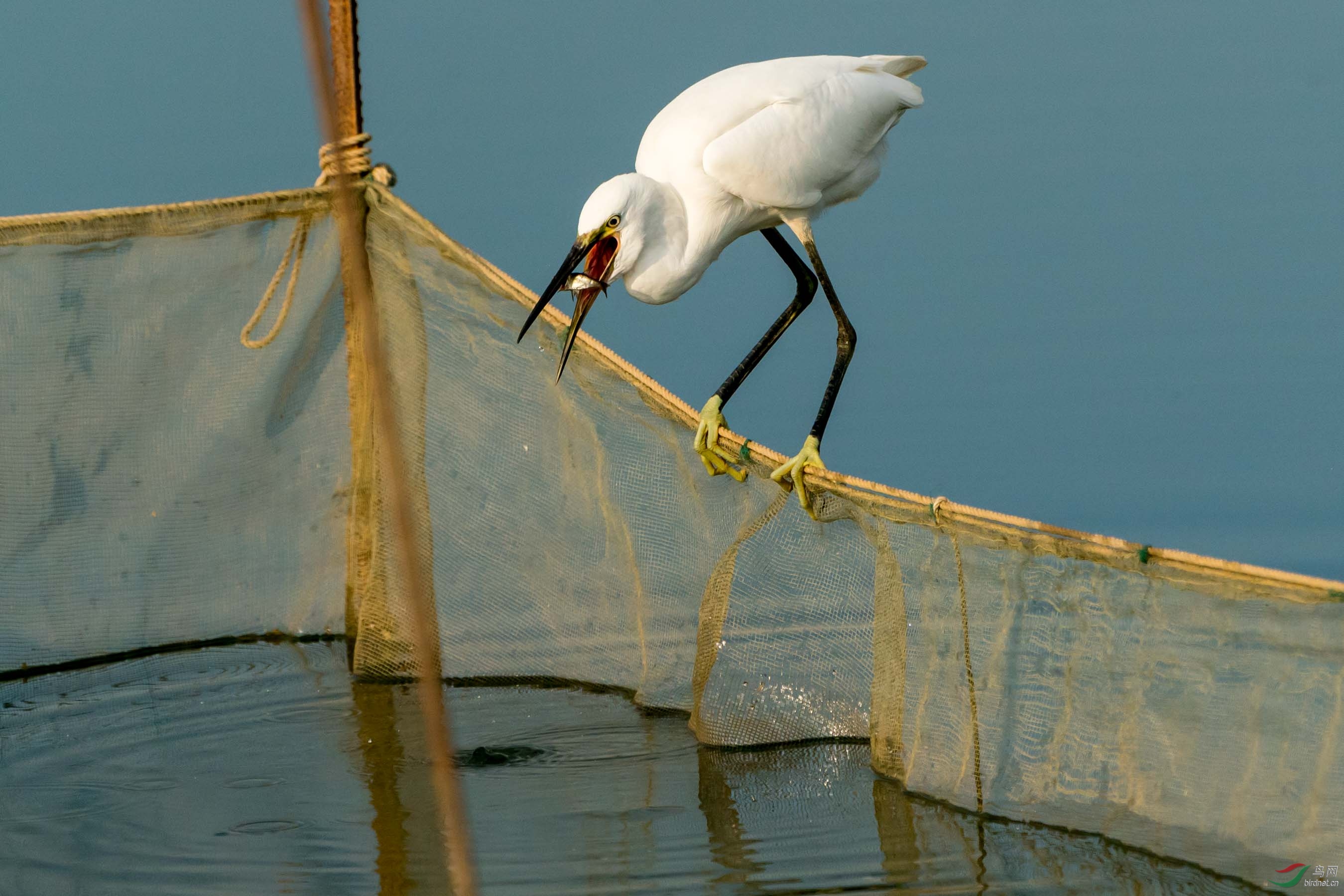 ����͵ʳ����