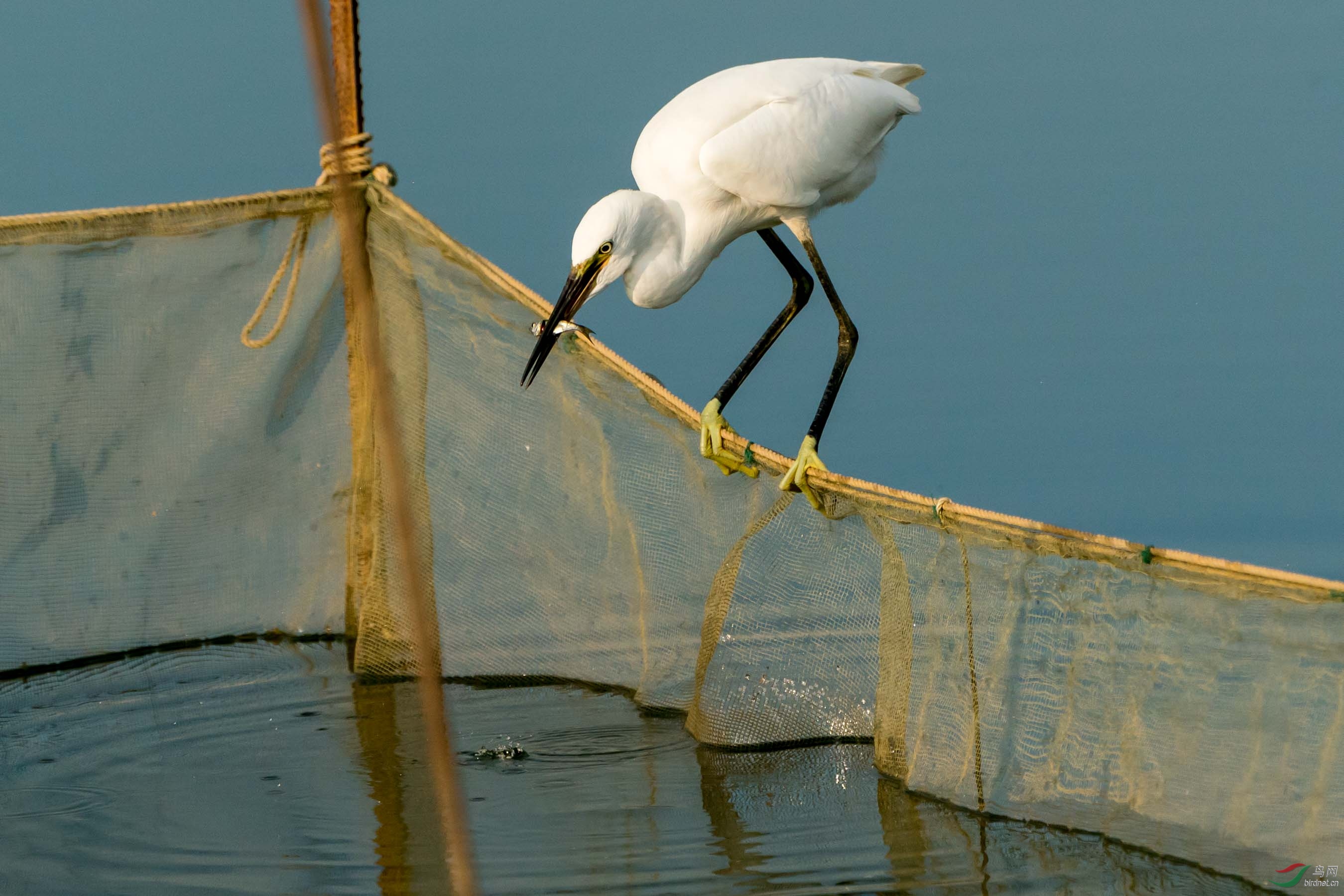 ����͵ʳ����