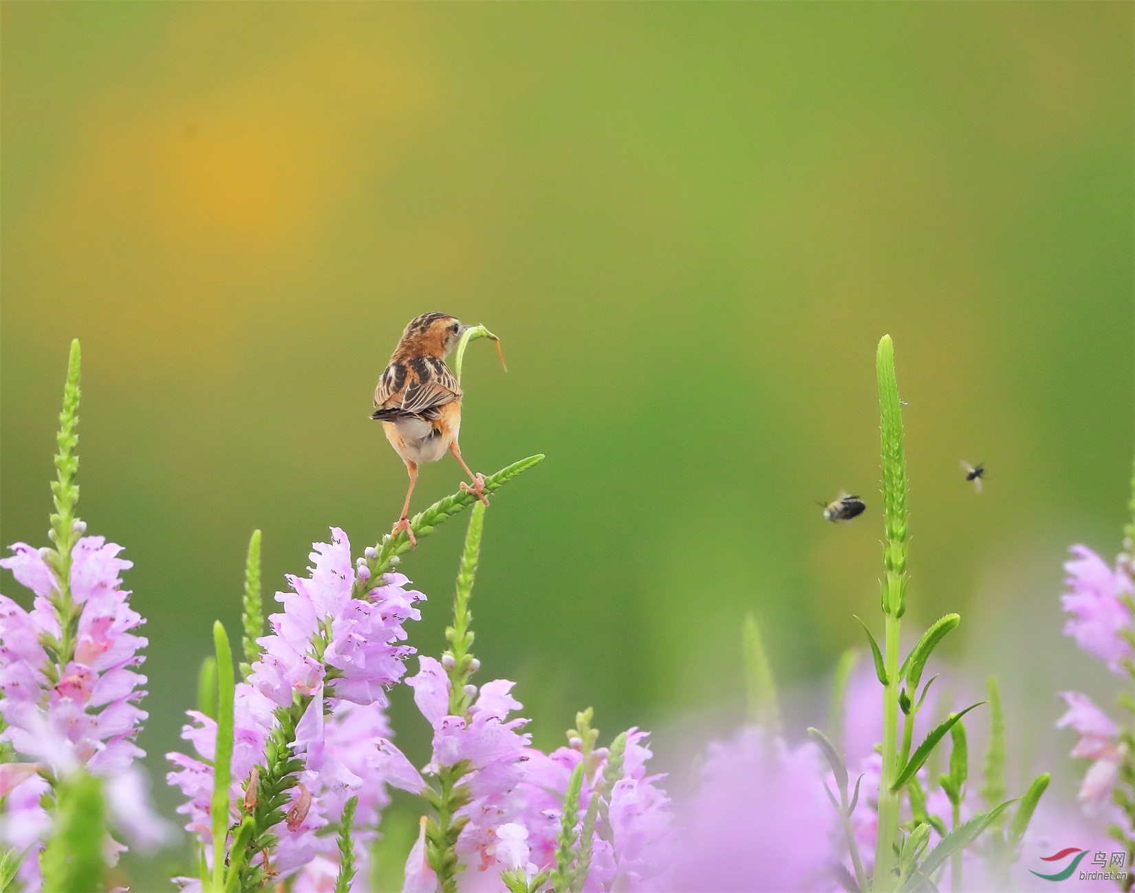 2 - ����.JPG