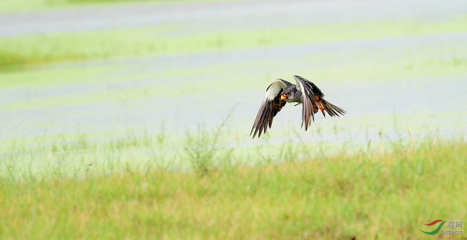 DSC_1048.JPG