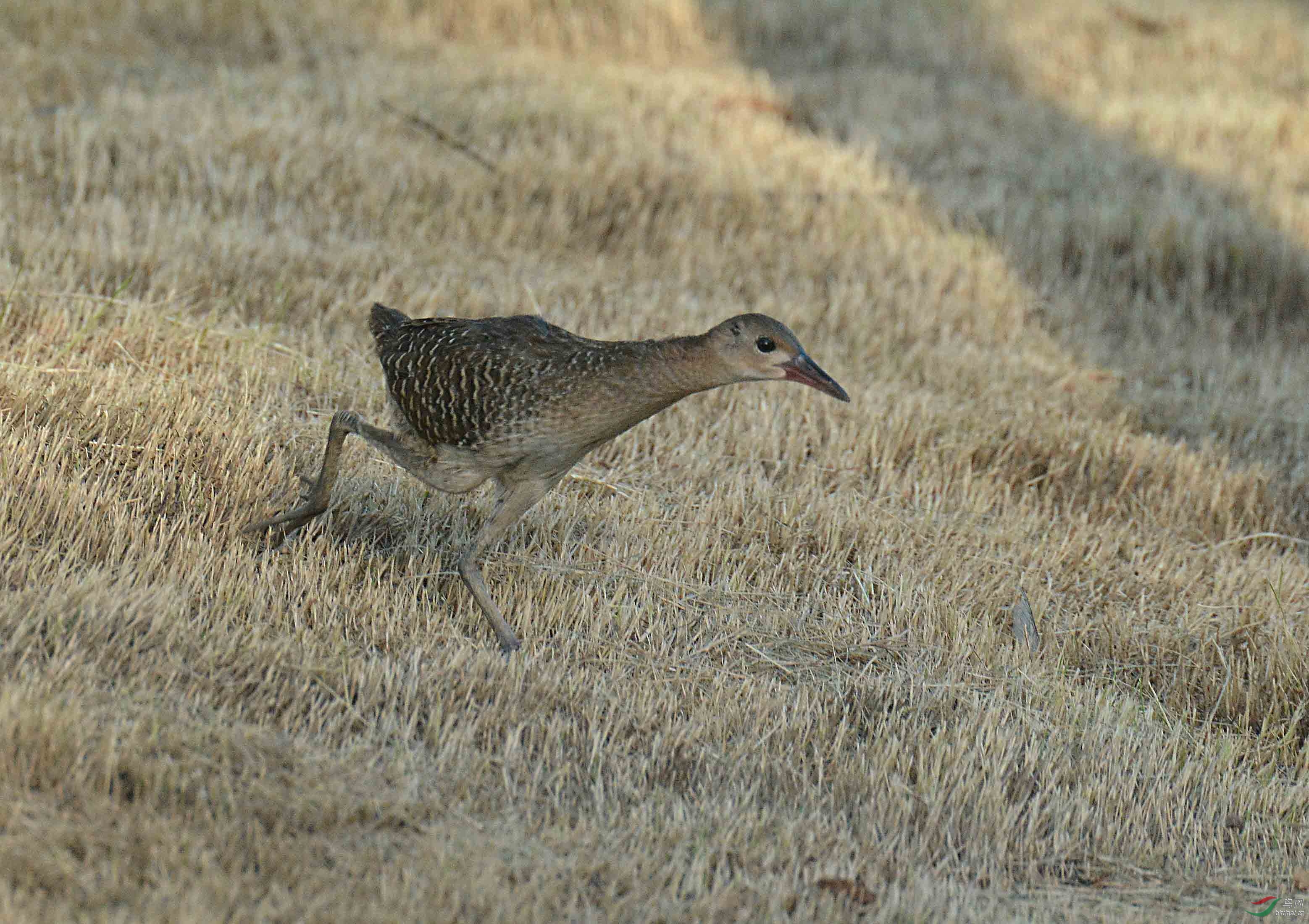 [水鸟] 小小少年---蓝胸秧鸡亚成
