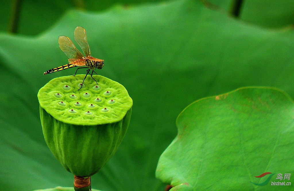 莲子蜻蜓