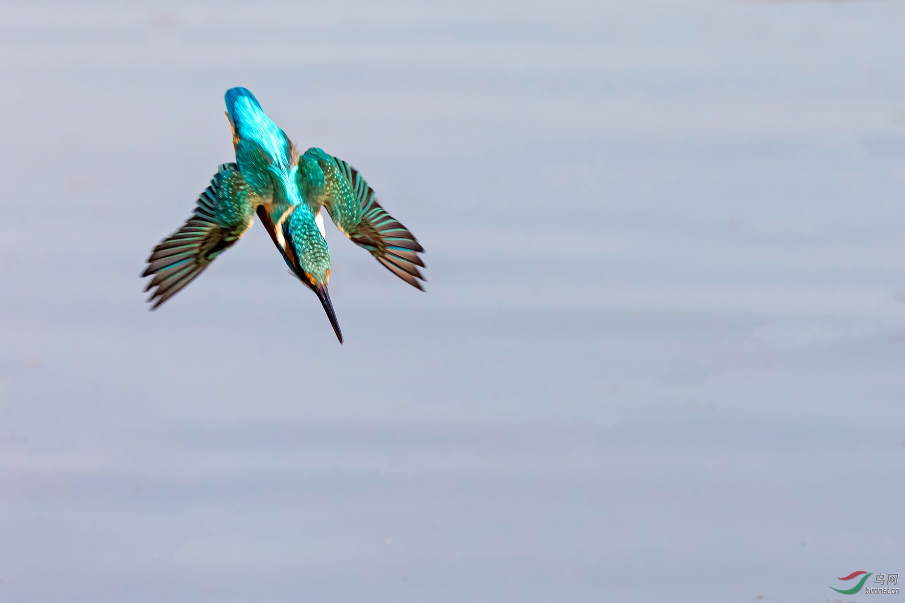 俯冲普通翠鸟