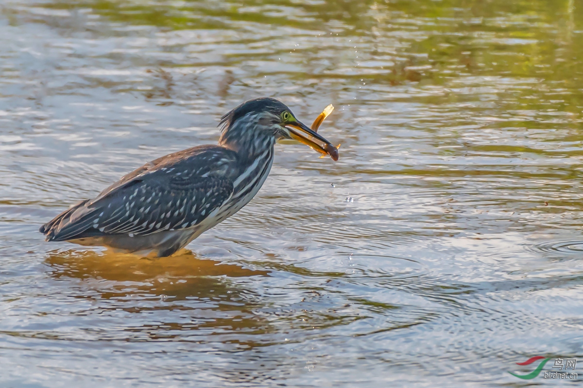 DSC_7268.jpg