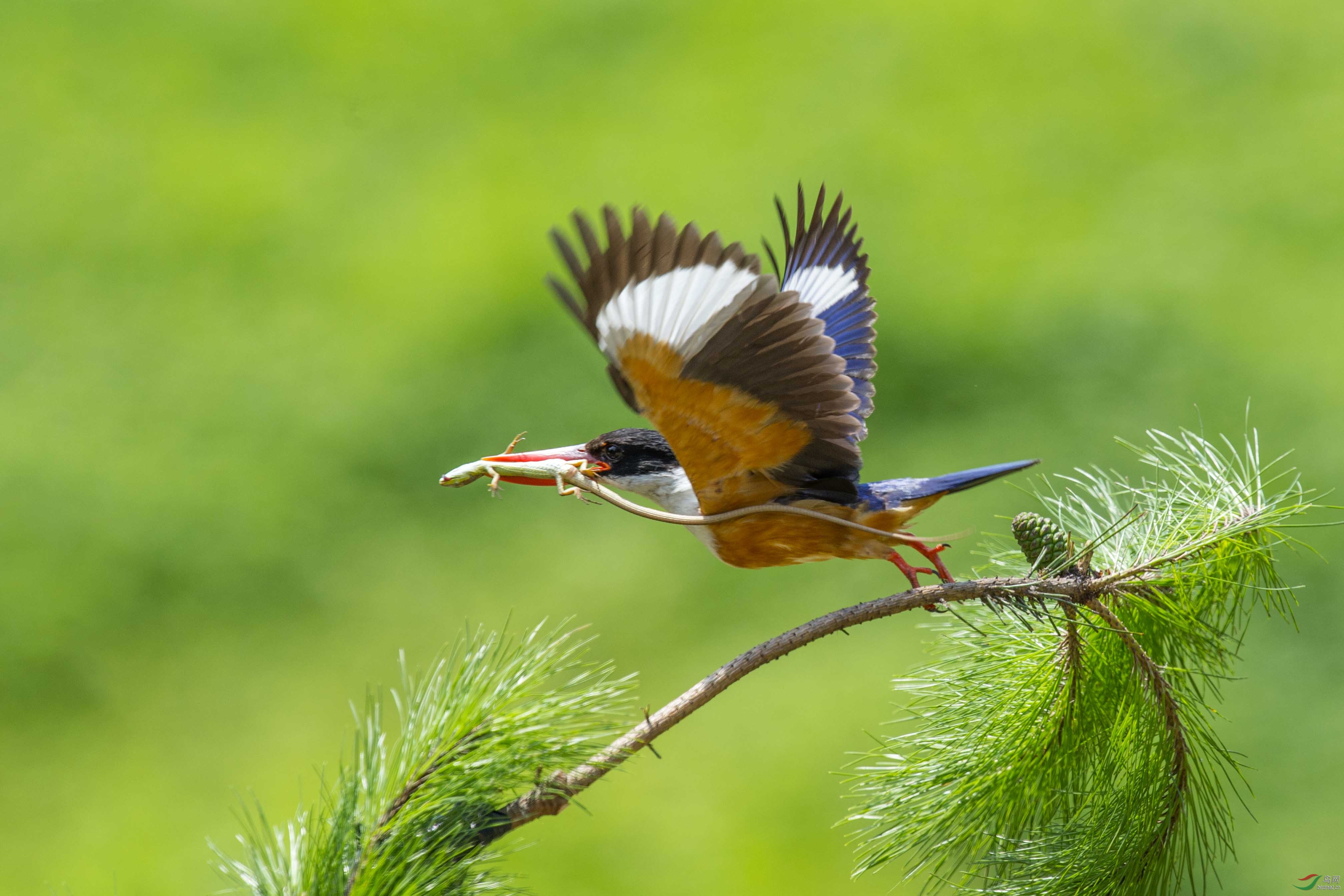 快乐归去祝贺荣获首页精华