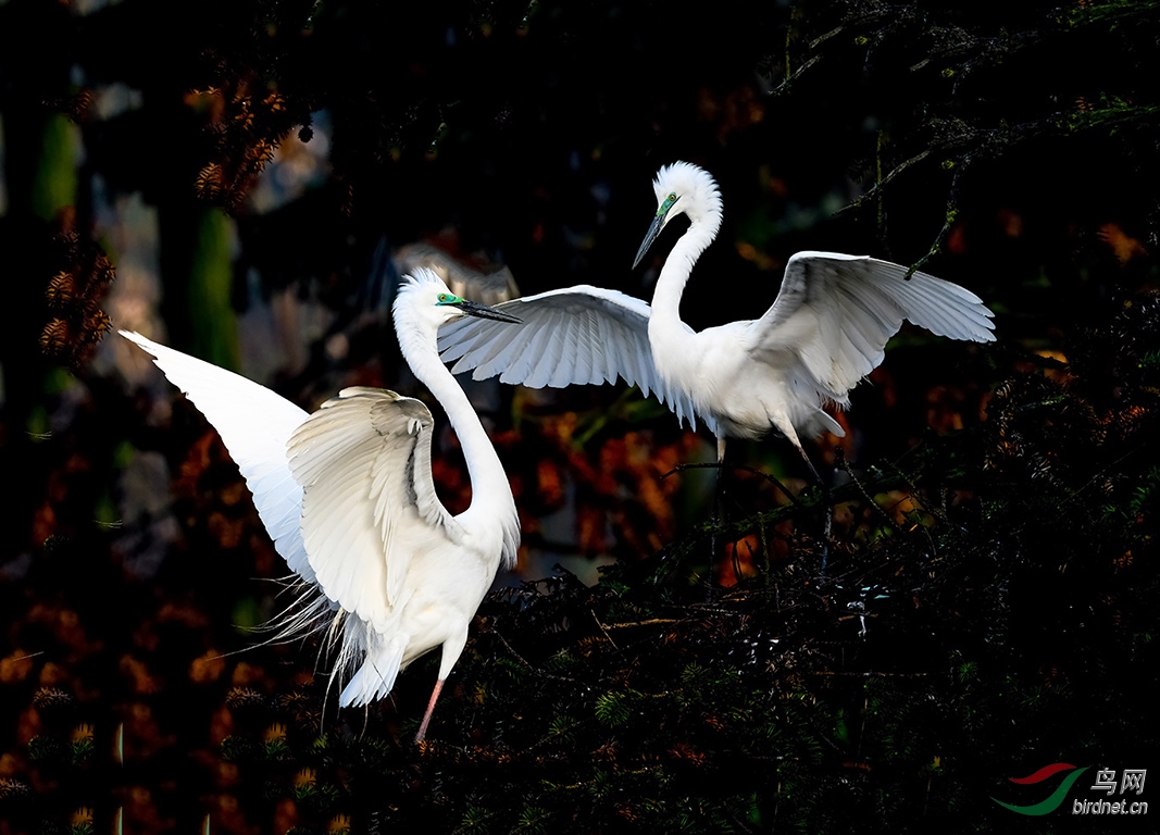 DSC_1707.JPG