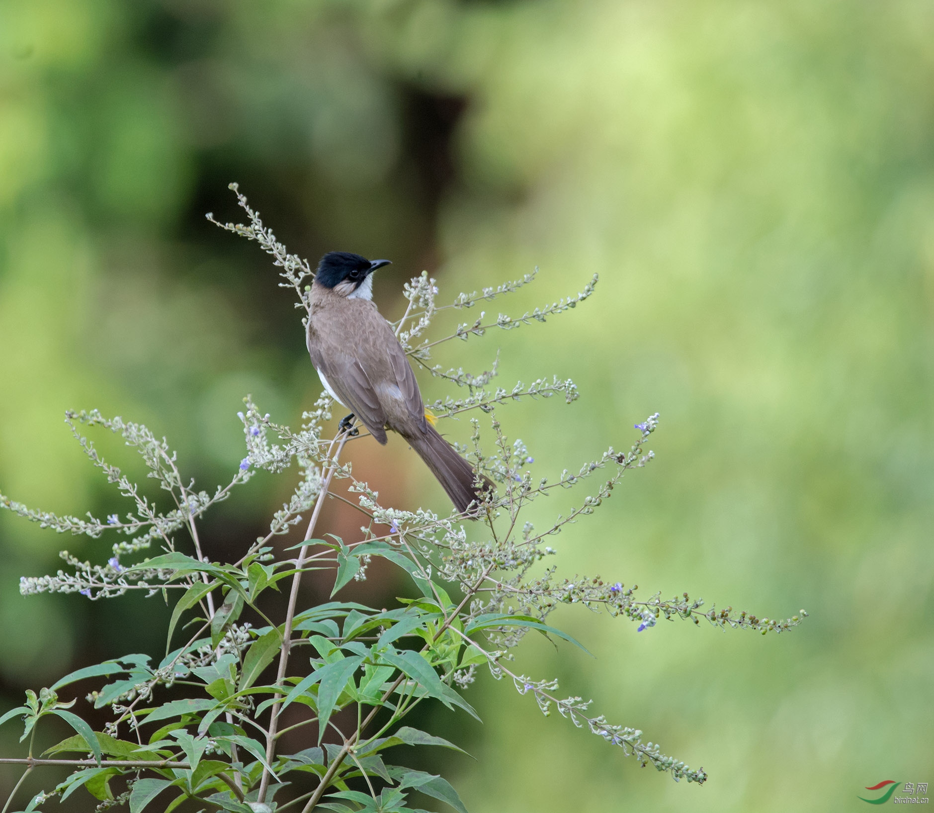 DSC_8511-1.jpg