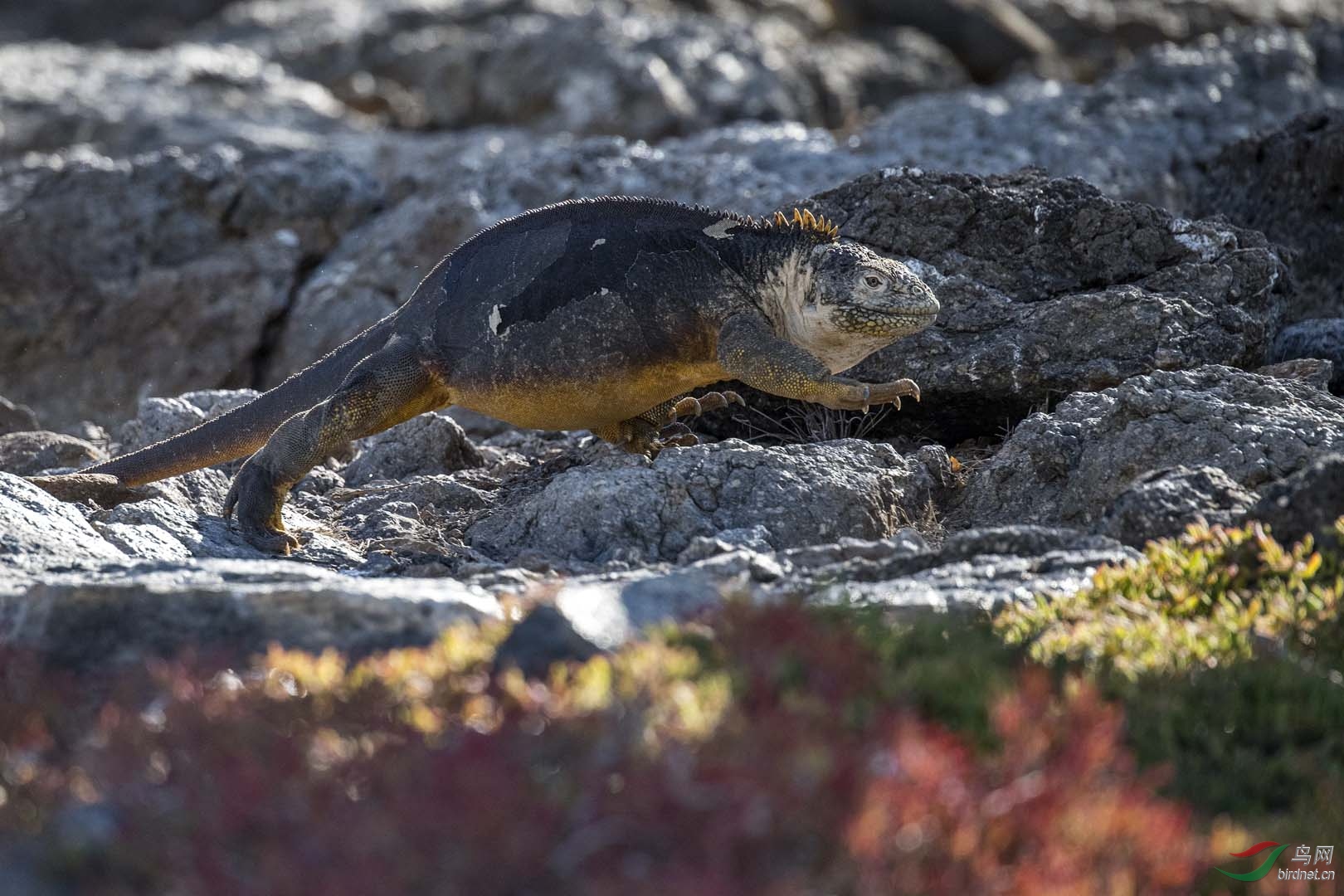 10-½����12 land Iguana12.jpg