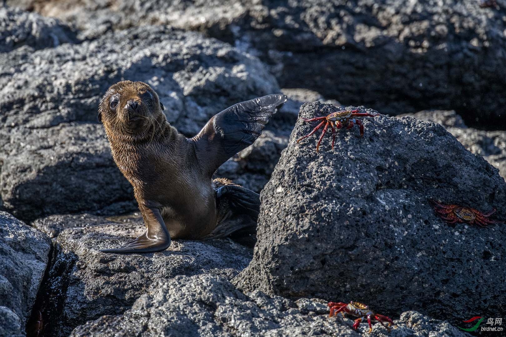 12-С��ʨ2 Sea lion cubs2.jpg