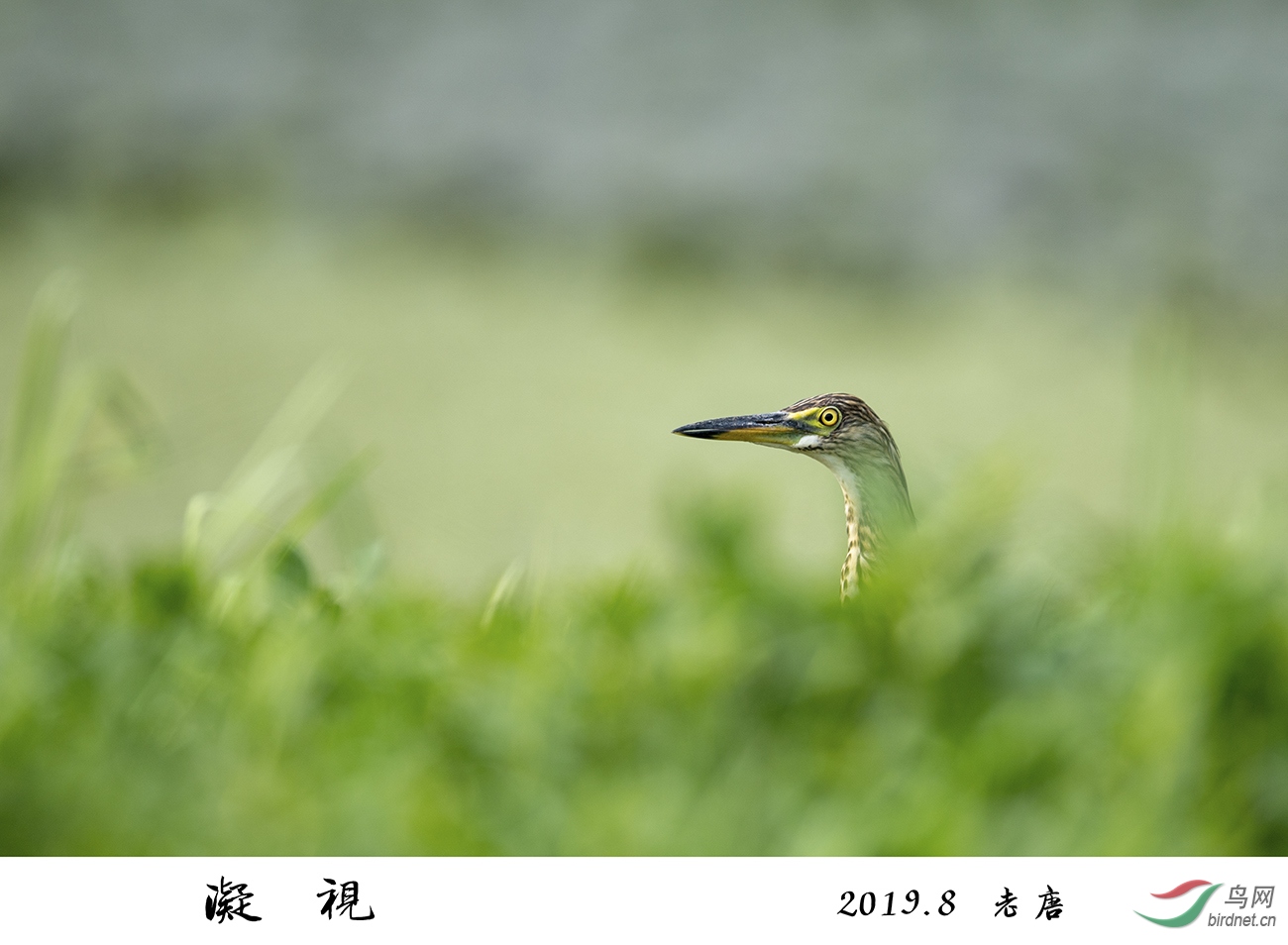 DSC_8667a.jpg