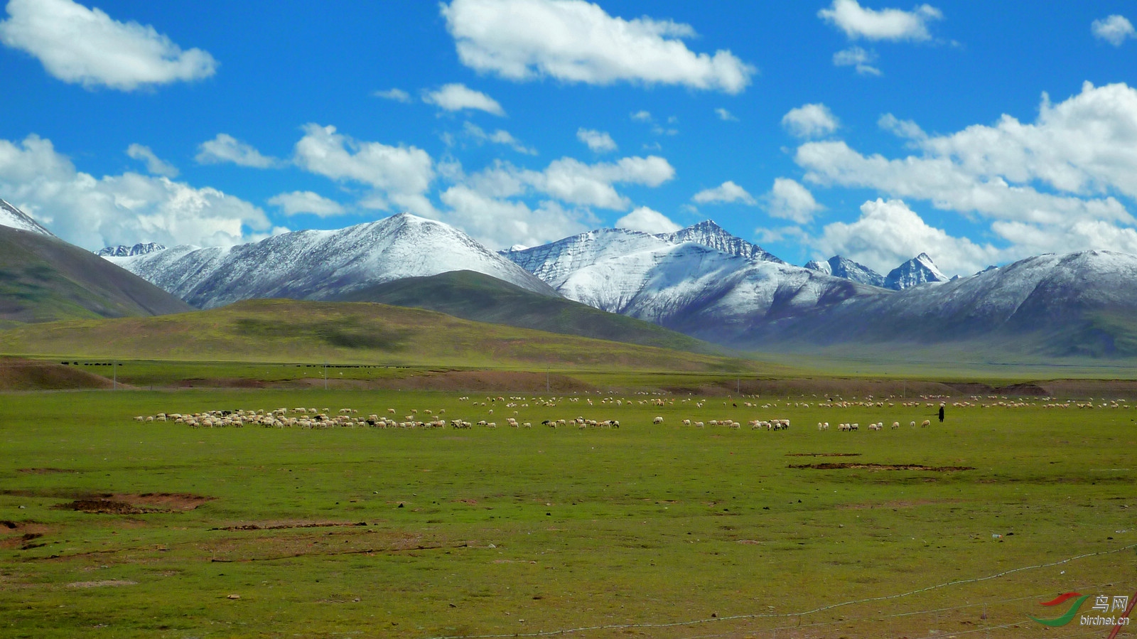 纳木措雪山下牧羊图