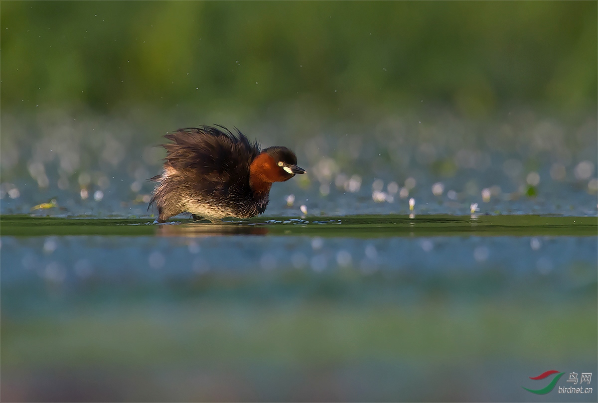 DSC_3512 ����-1.jpg