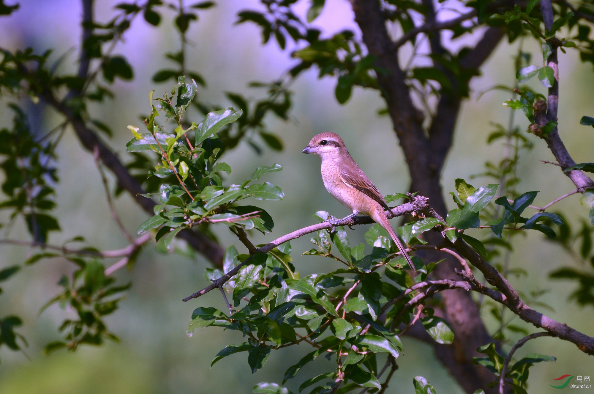 DSC_0060.JPG