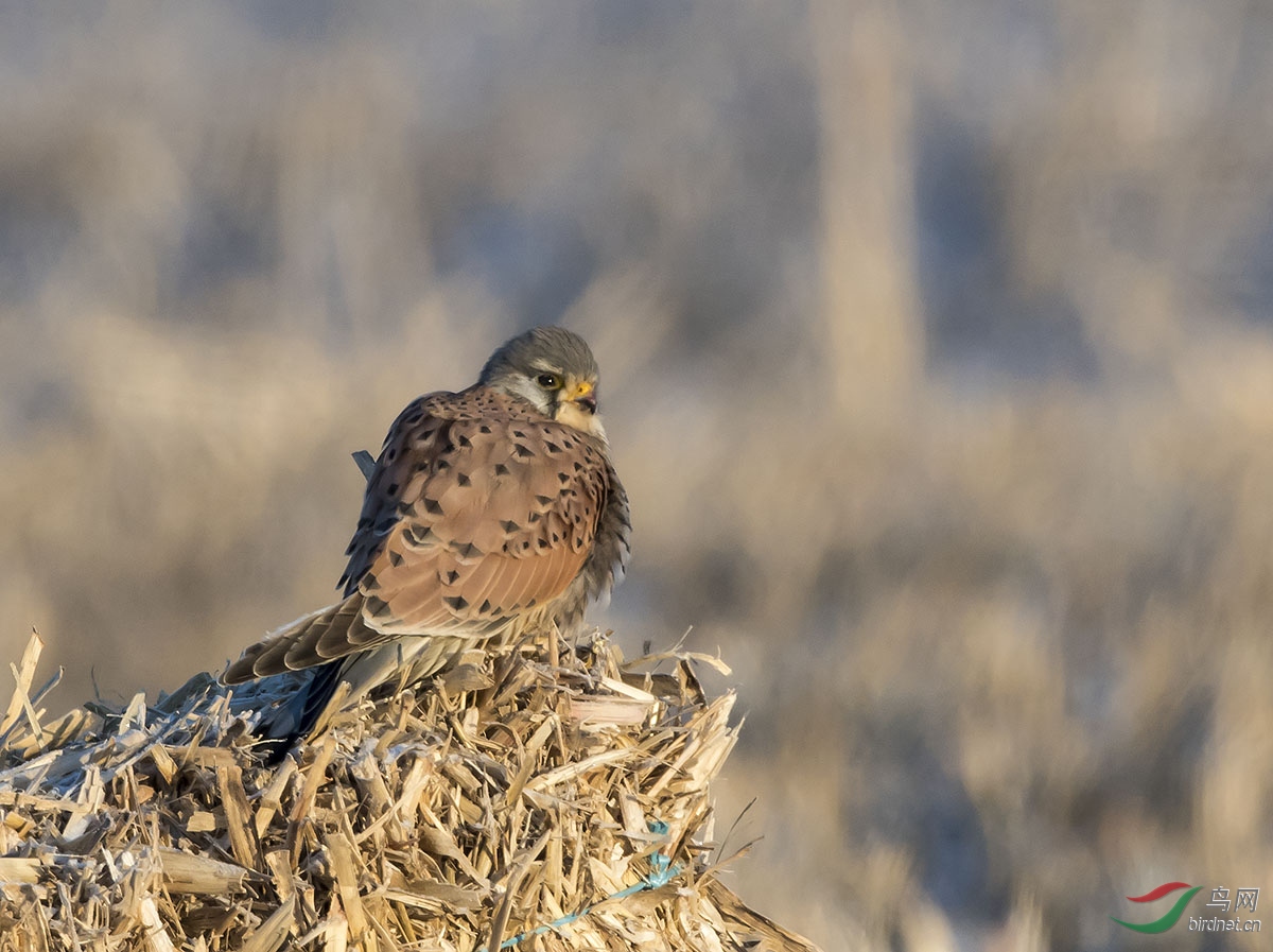DSC_1652.jpg