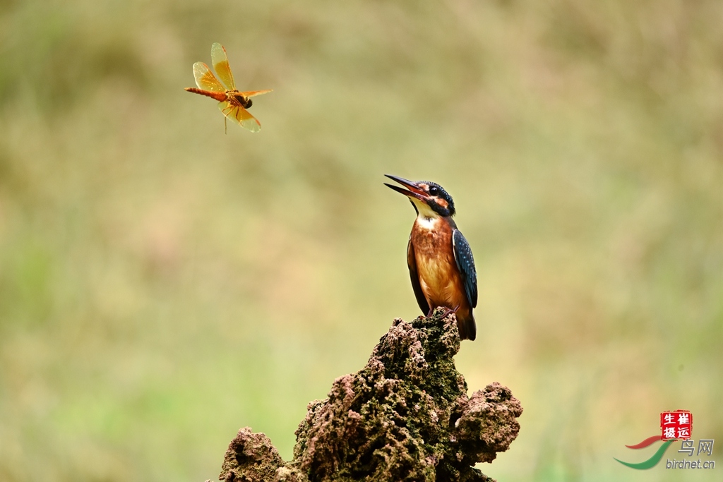 DSC_3955_����.jpg