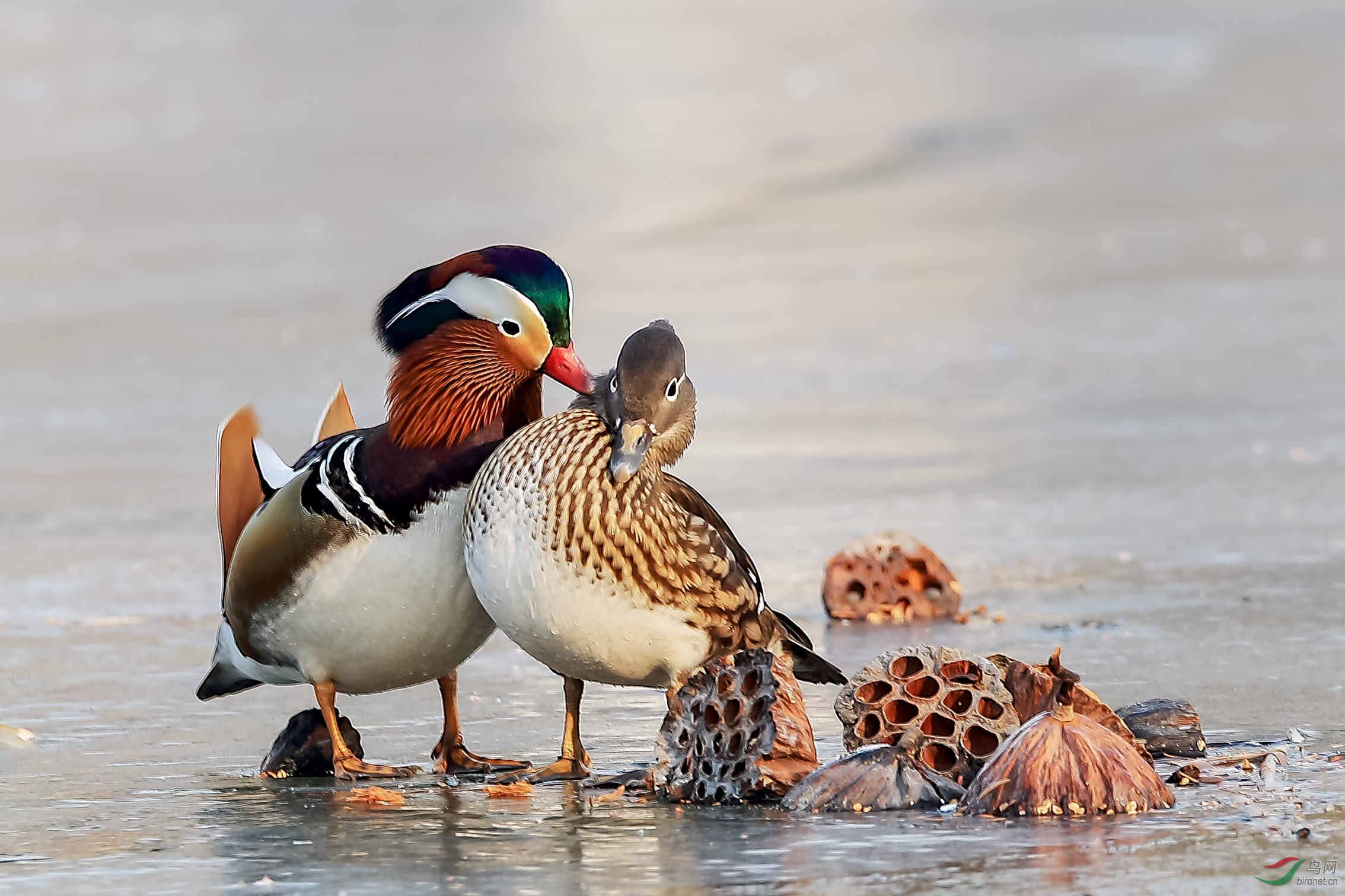 家有余粮——鸳鸯