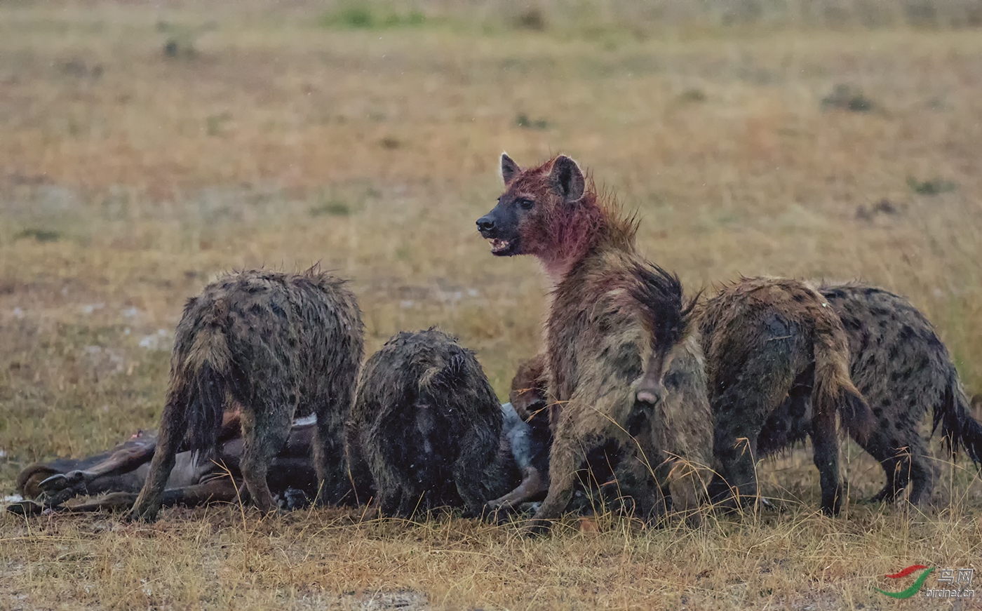 群聚的猎食者(非洲鬣狗)