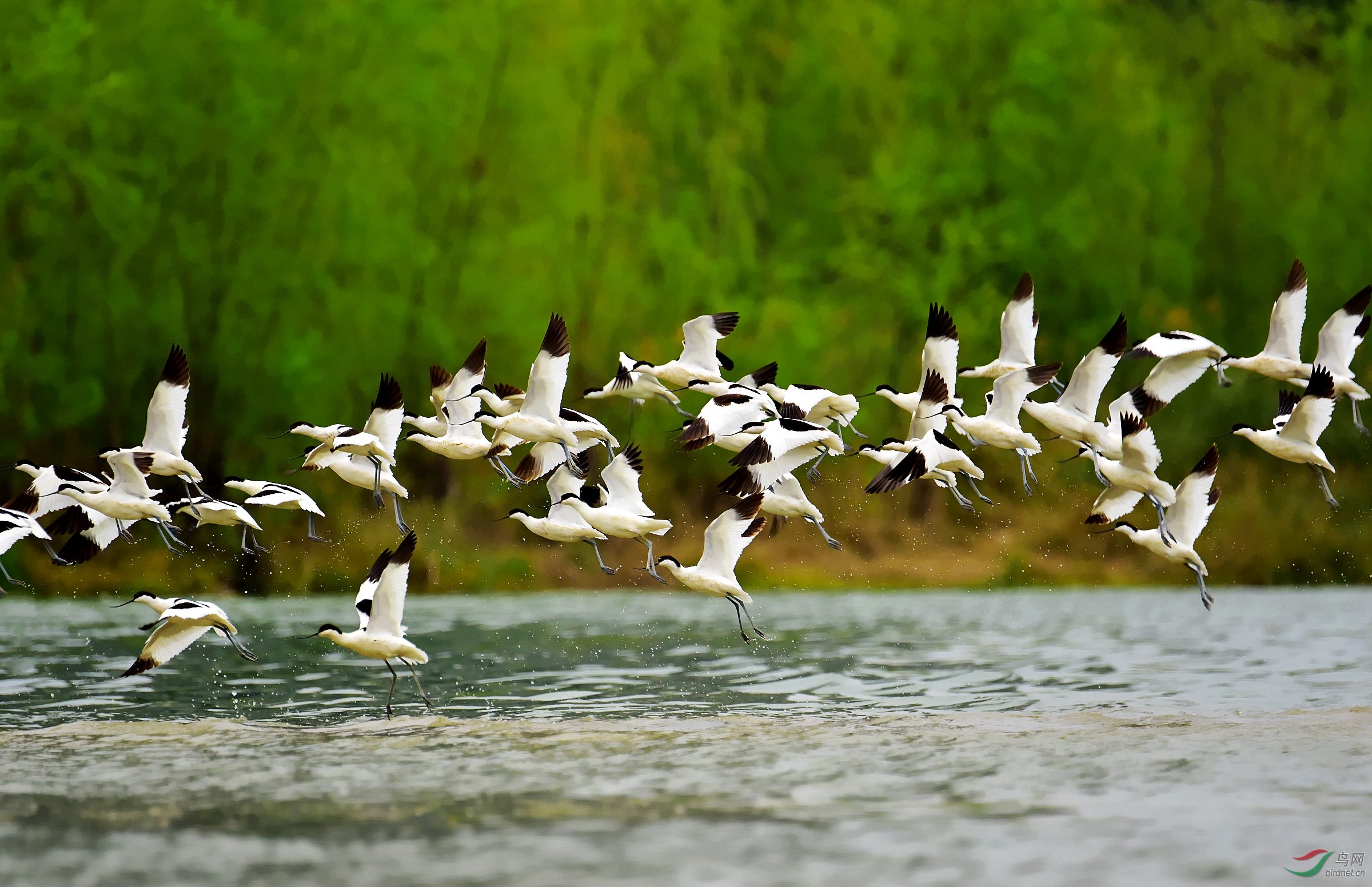 DSC_6821_conew1.jpg