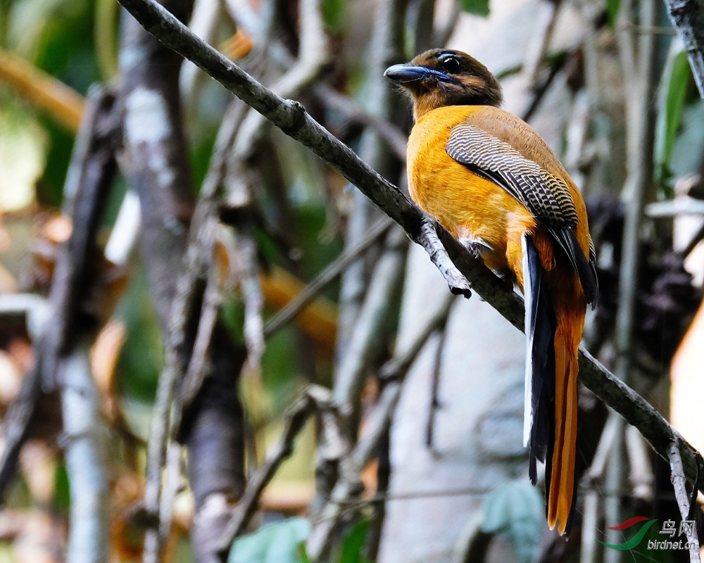 ����-�ǳ���