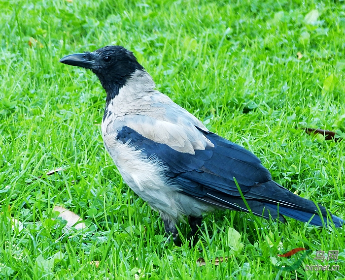 P8900775 - ����.JPG