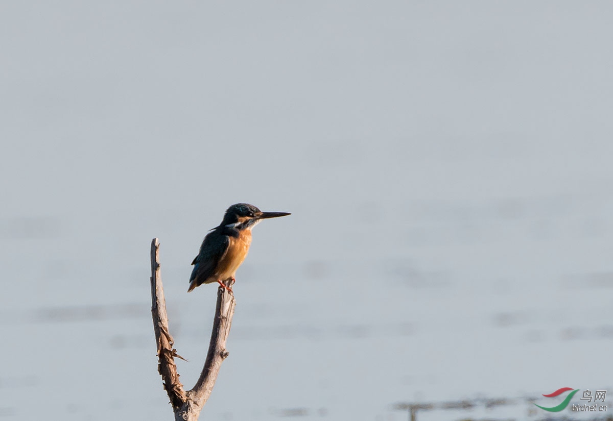 DSC_7486.jpg