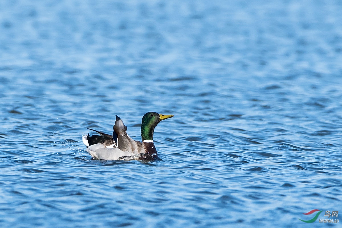 DSC_7438.jpg