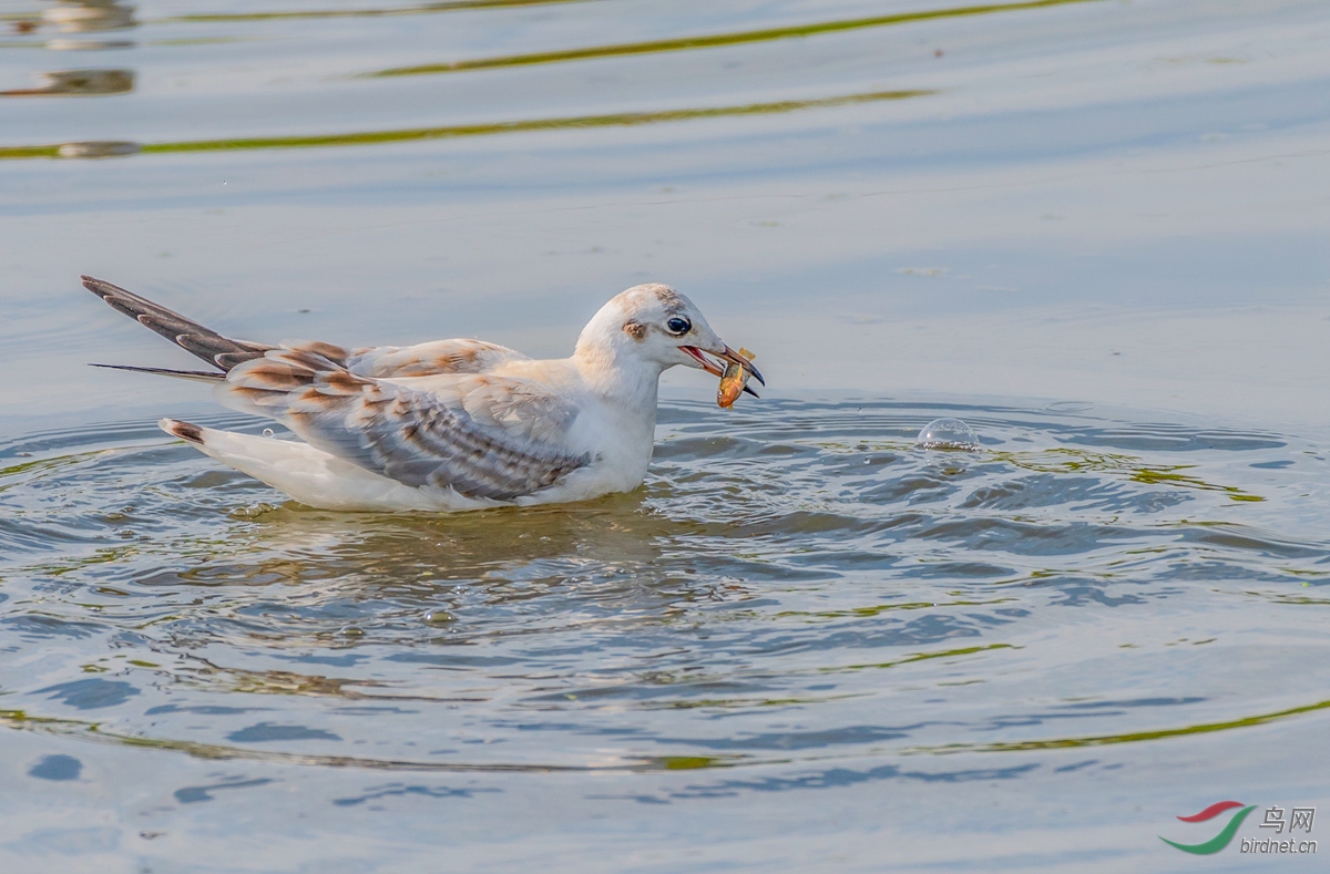 dsc_2224_ABC��ͼ.jpg