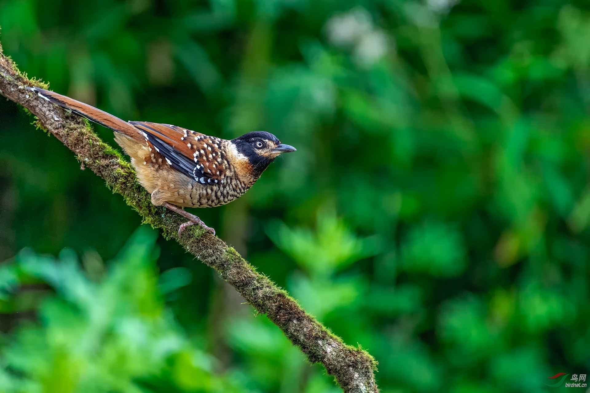 _DSC8171-1.jpg