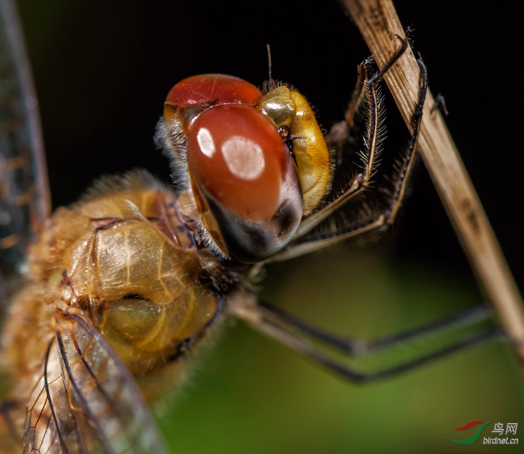 DSC_2394_����.jpg