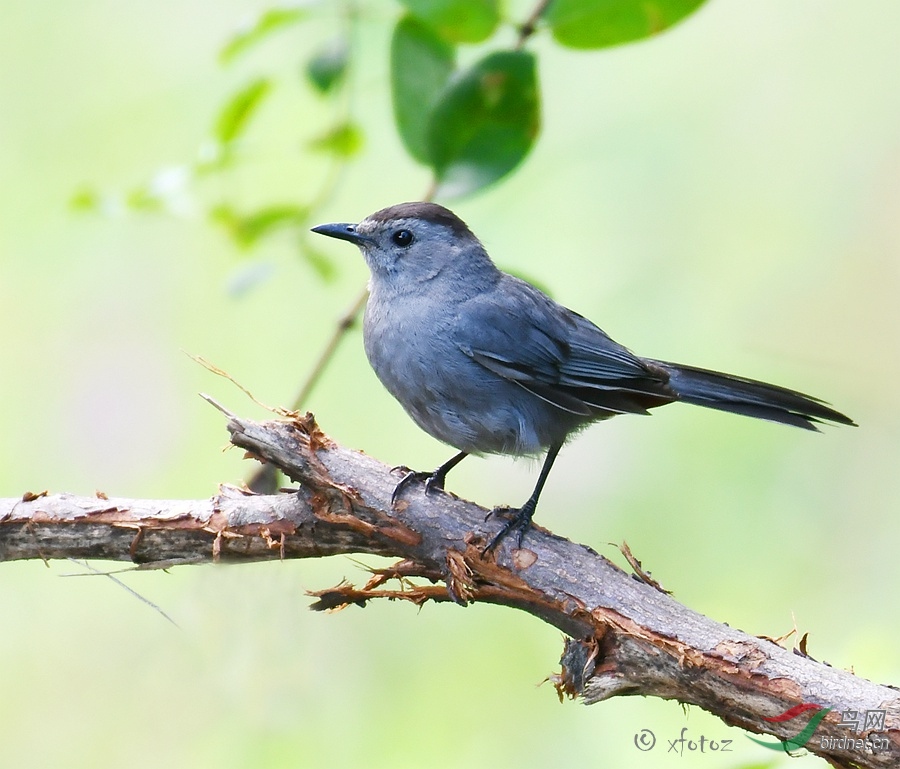 树枝上的 猫鸟