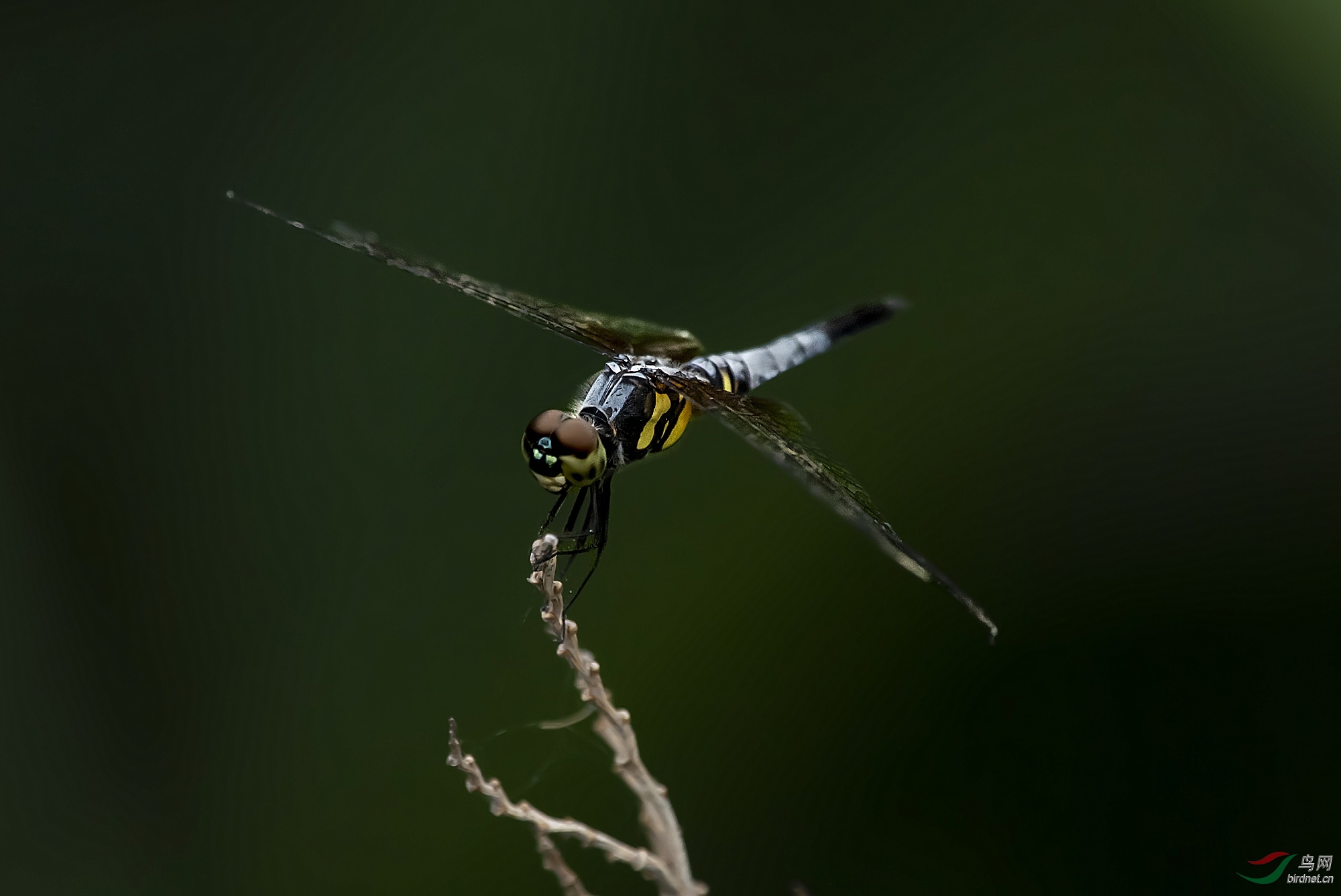 DSC_0342_����.jpg