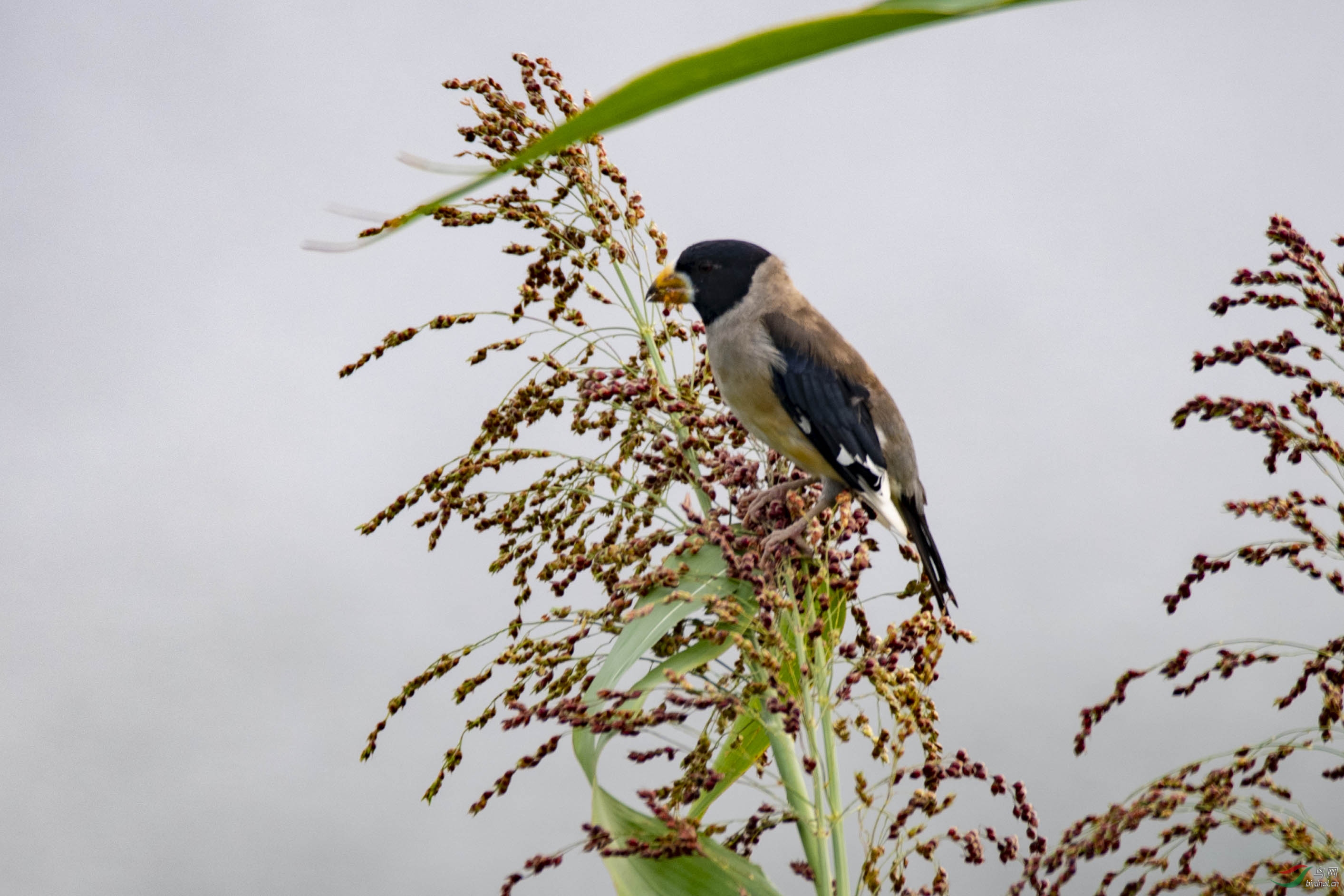 D50_9038.jpg