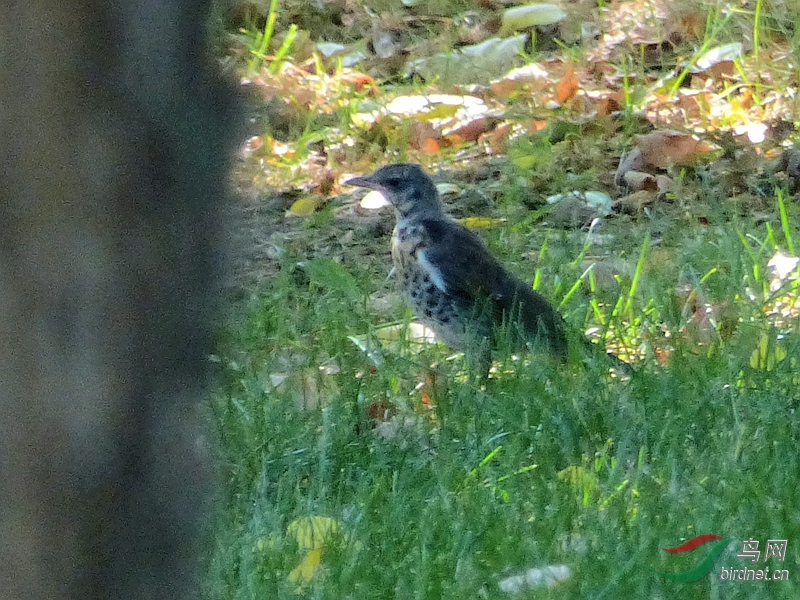 P8930739 - ����.JPG