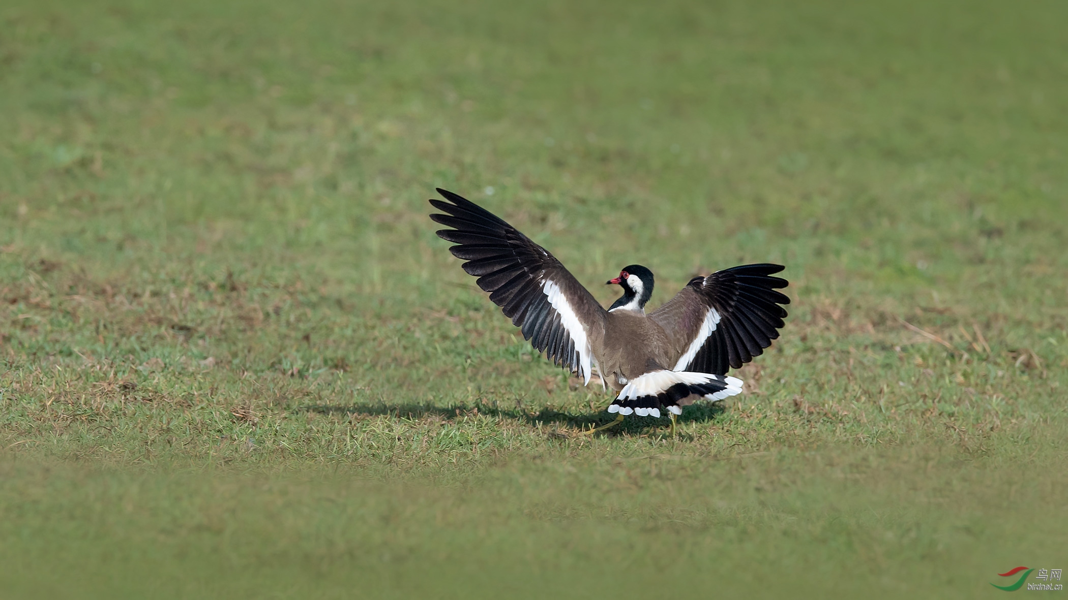 DSC_8506-1.jpg