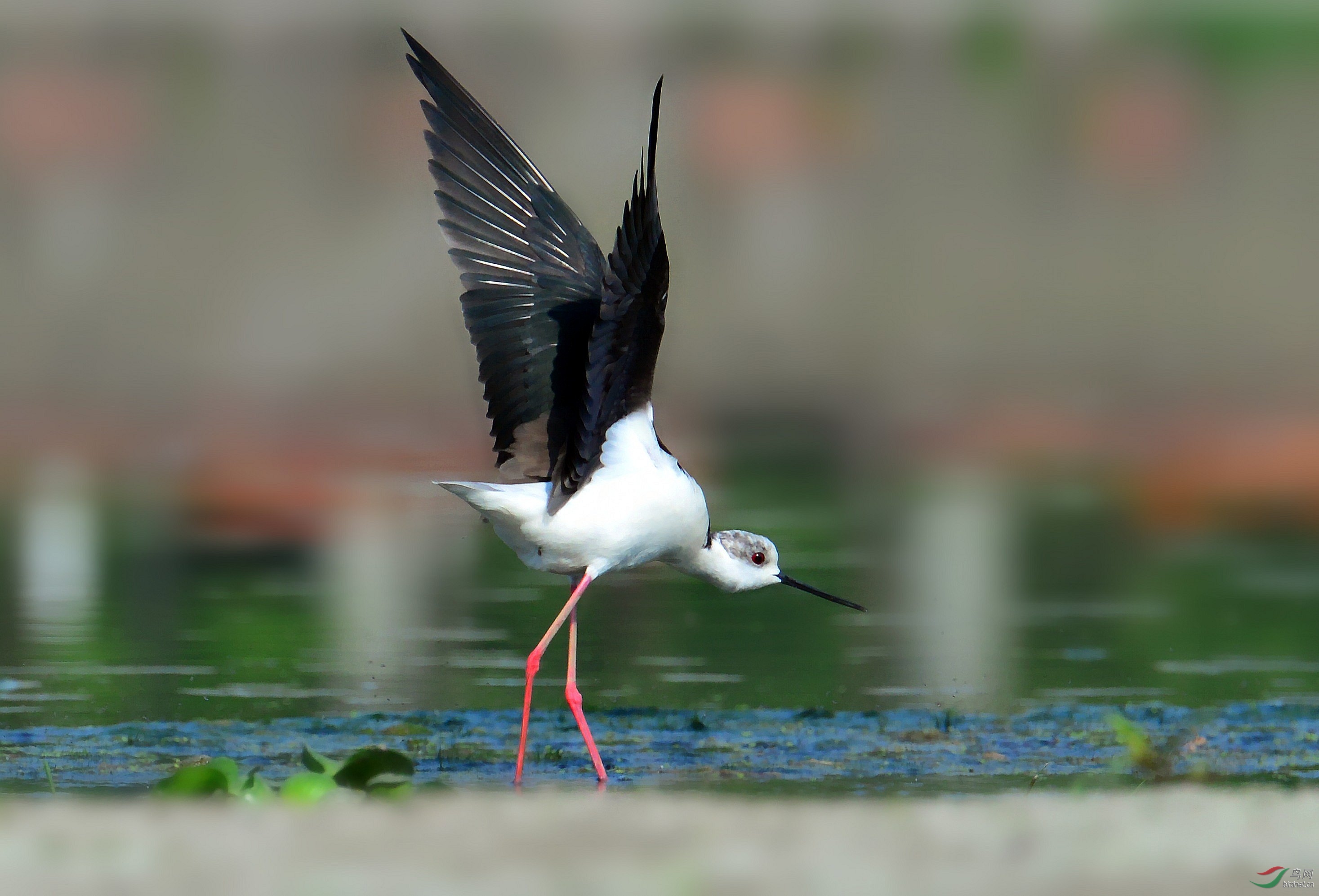 DSC_1569_conew5.jpg