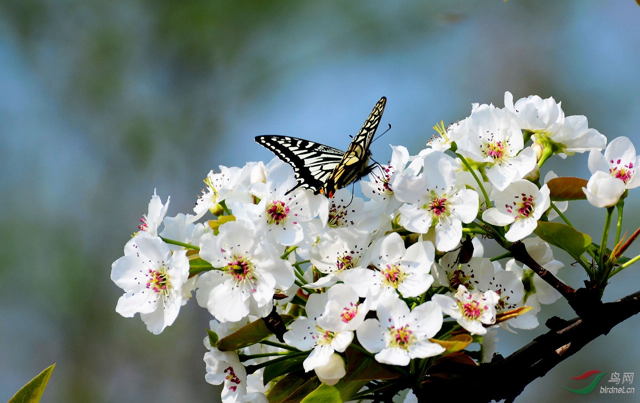 梨花香招金凤蝶