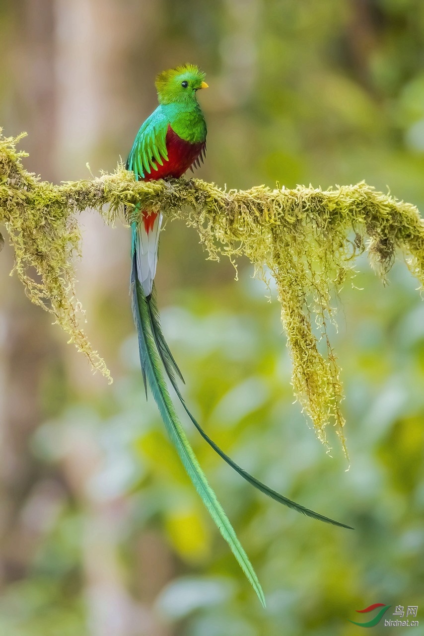 年会 凤尾绿咬鹃 宜昌老刘(荣获首页精华)