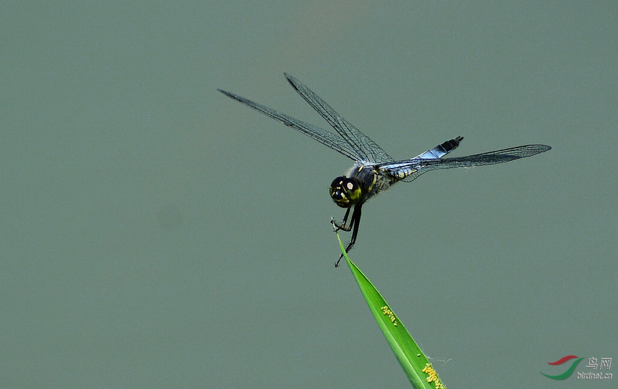 DSC_5330.JPG