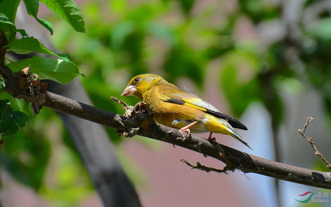 ���� DSC_7726.JPG