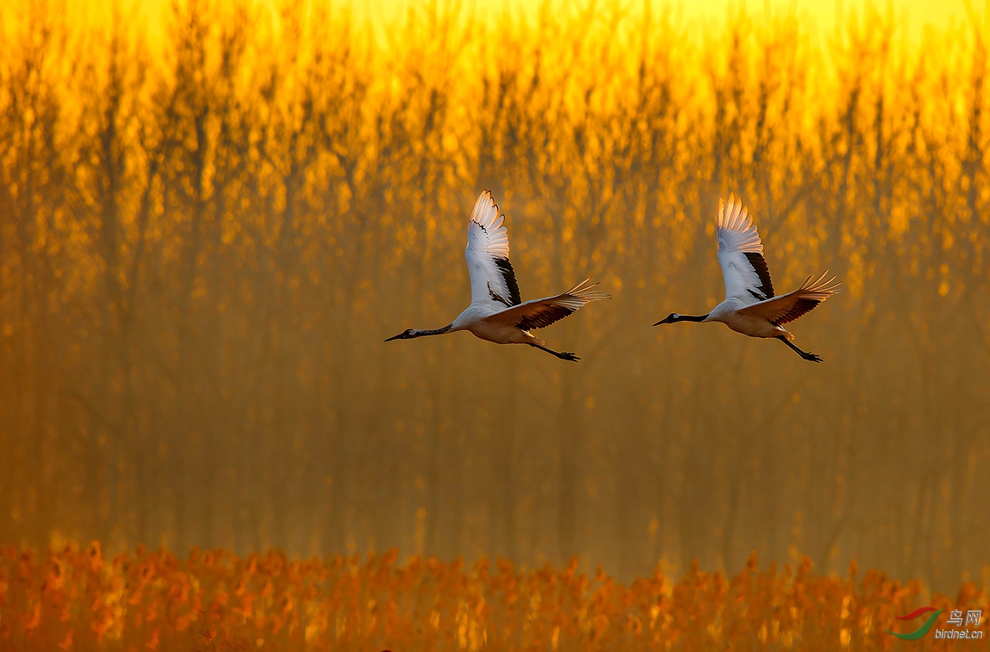 比翼双飞丹顶鹤