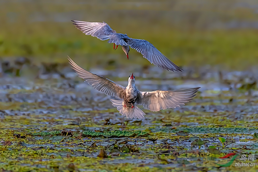 DSC_7888ABC.jpg