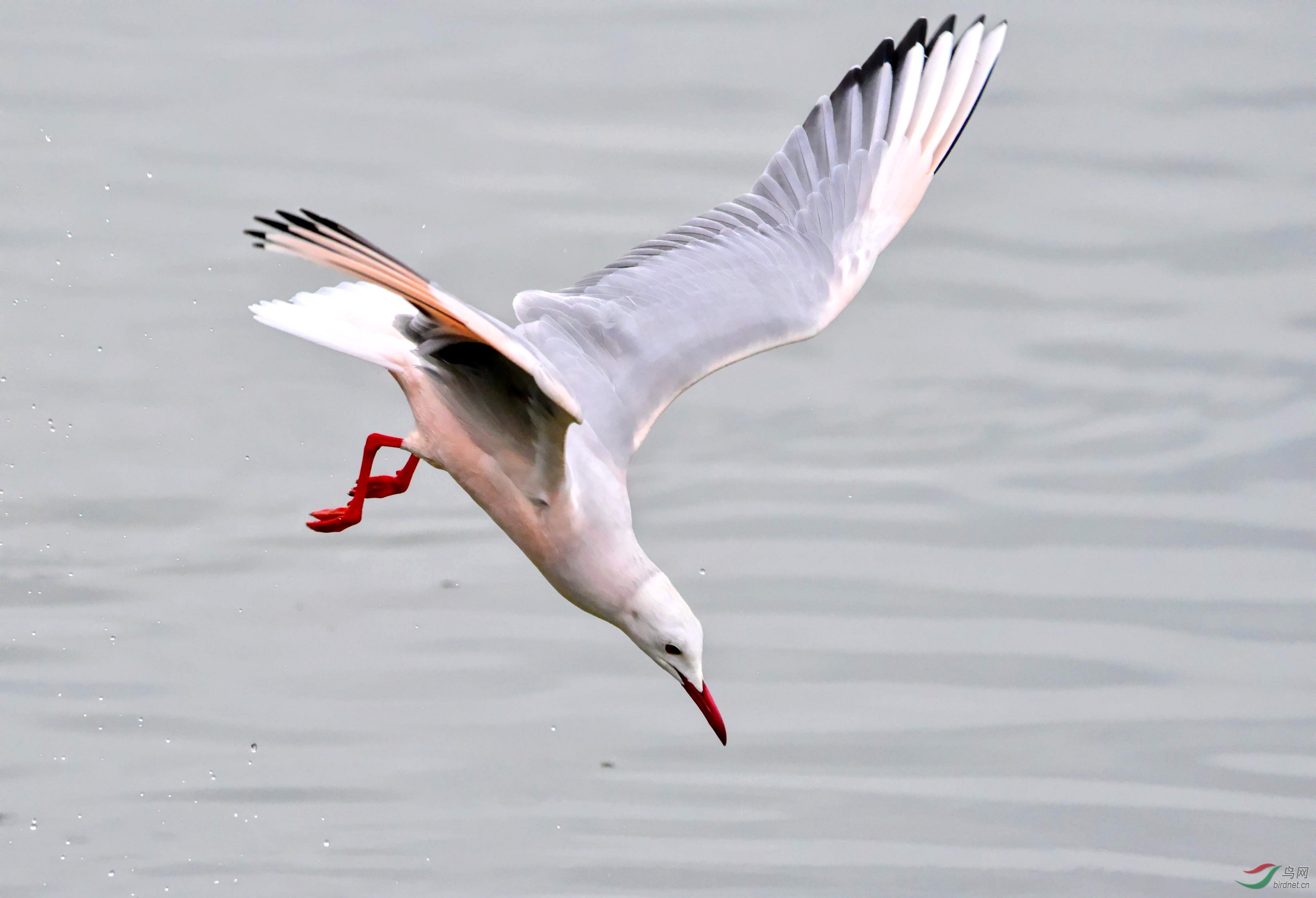 DSC_1981_conew2.jpg