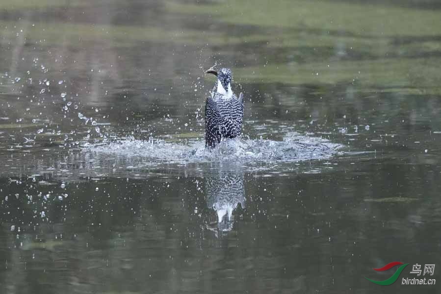 20180224-DSC00973-19 - ����.JPG