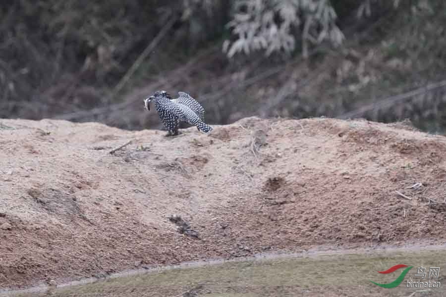 20180224-DSC01021-67 - ����.JPG