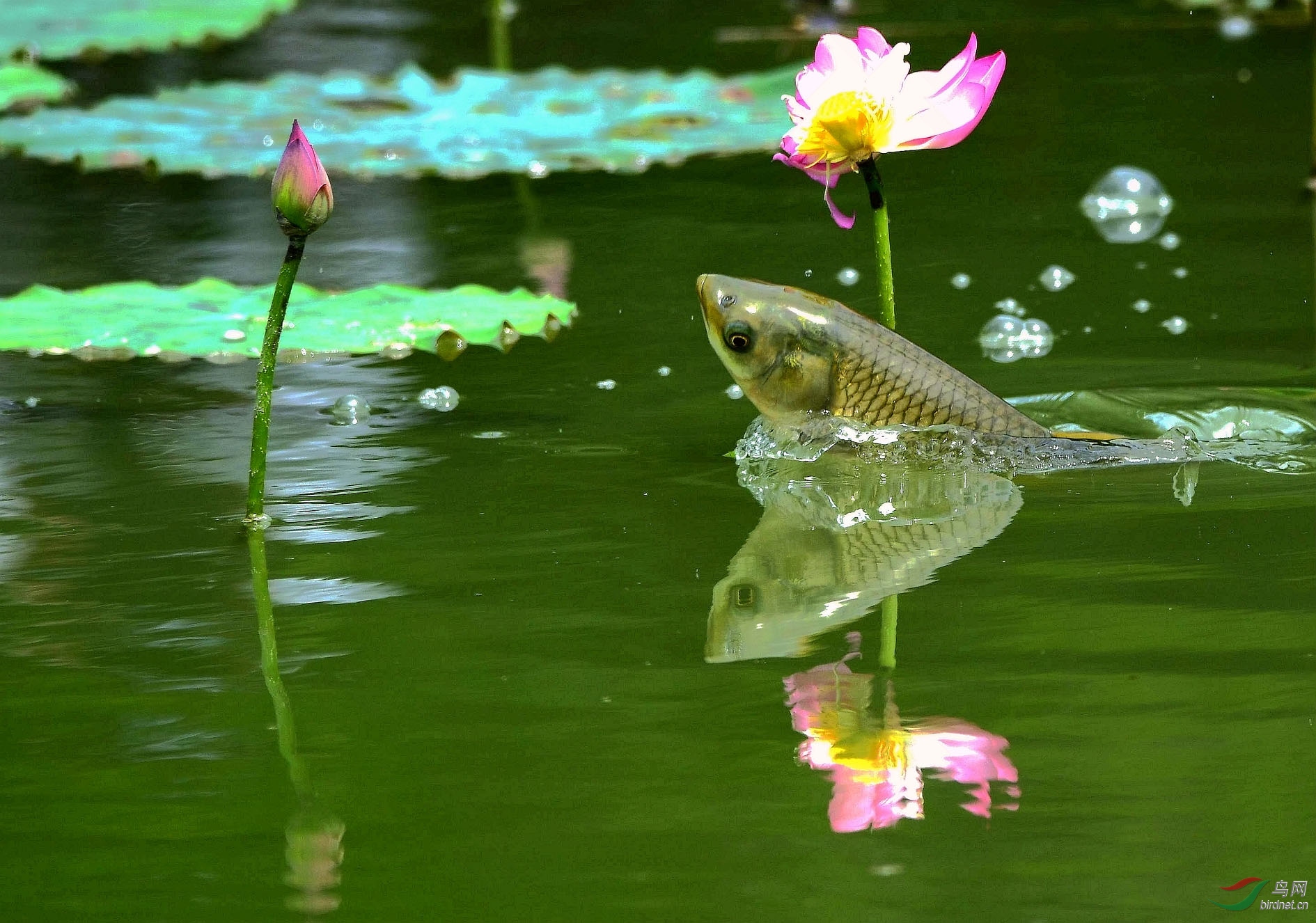 DSC_8056_����.jpg